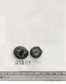 Click for 1 image(s) for this accession. FRUIT